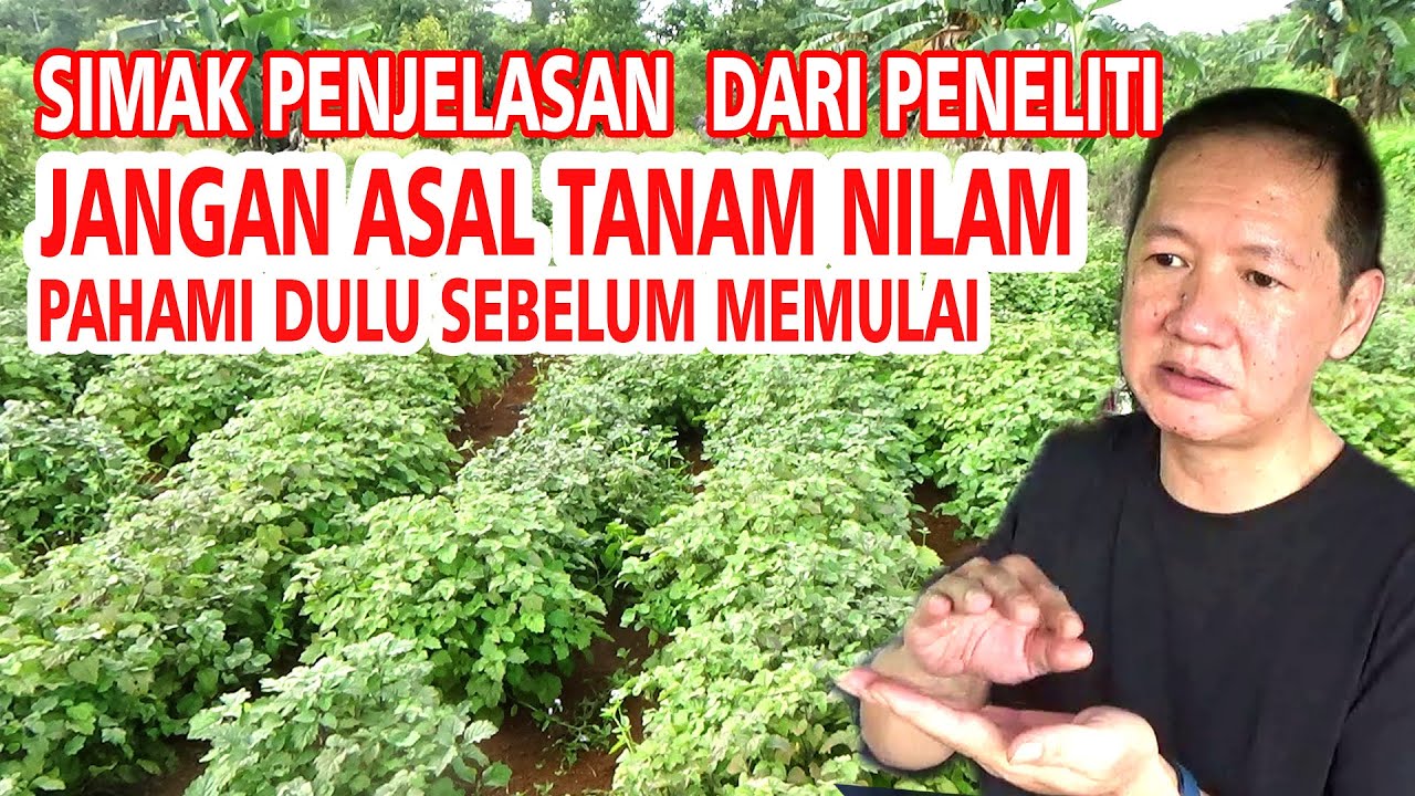 JANGAN ASAL TANAM NILAM‼️KENALI DULU SEBELUM MEMULAI SIMAK PENJELASAN PENELITI PART 1