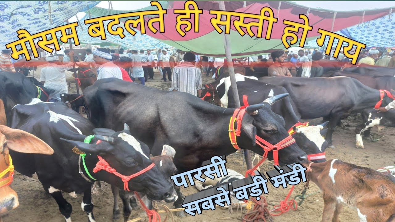 Parsi Pashu Mandi | Meerut Mandi | Up Mela | Cow Bajar | Pashu Palan | Hatwara | Deshi Gaye | Hf cow