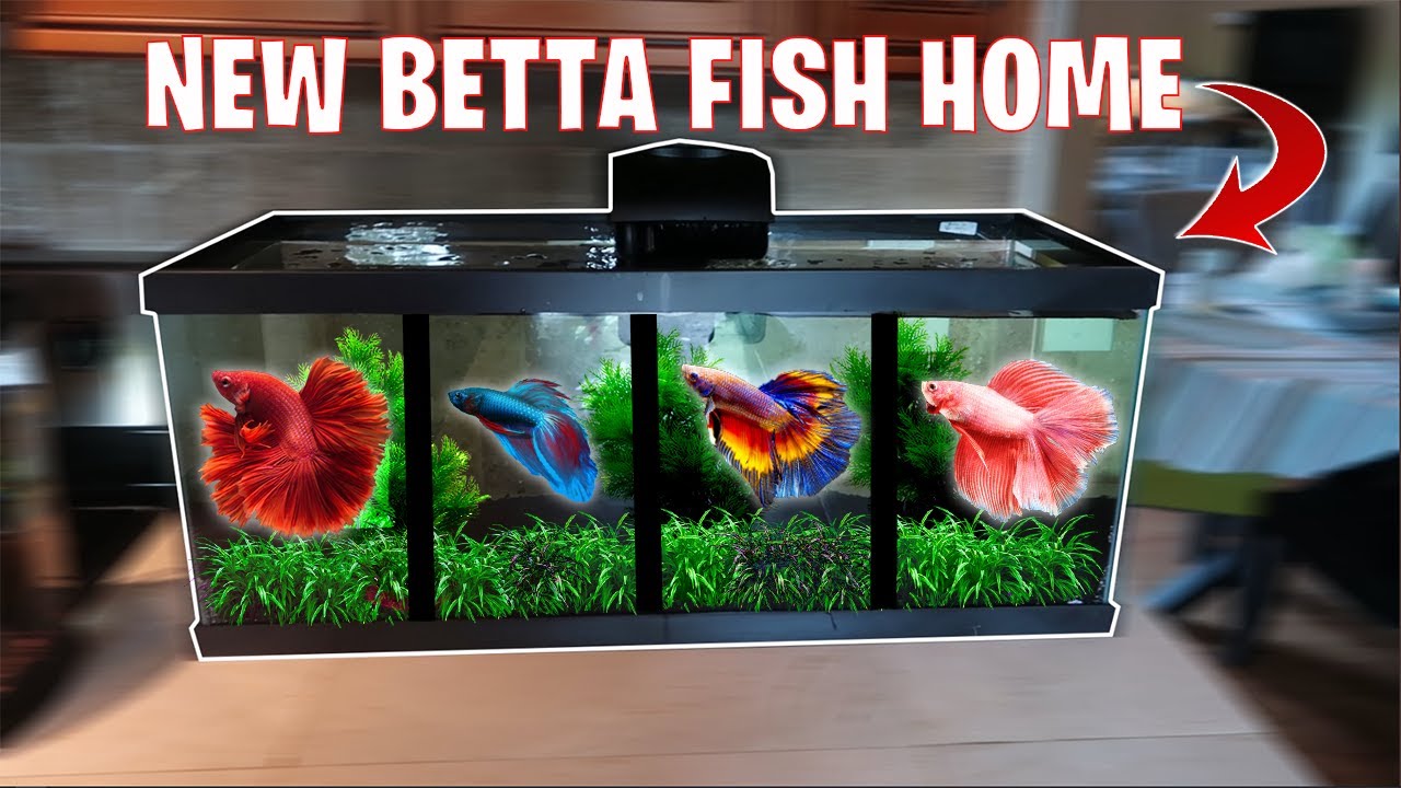 All My Betta Fish In 1 Aquarium (divider tank setup)
