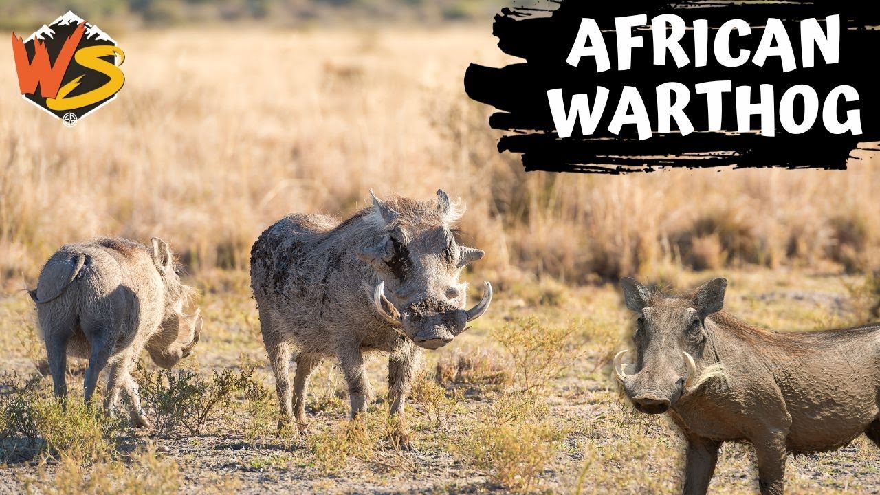 Tusks and Tails: Exploring the World of African Warthogs