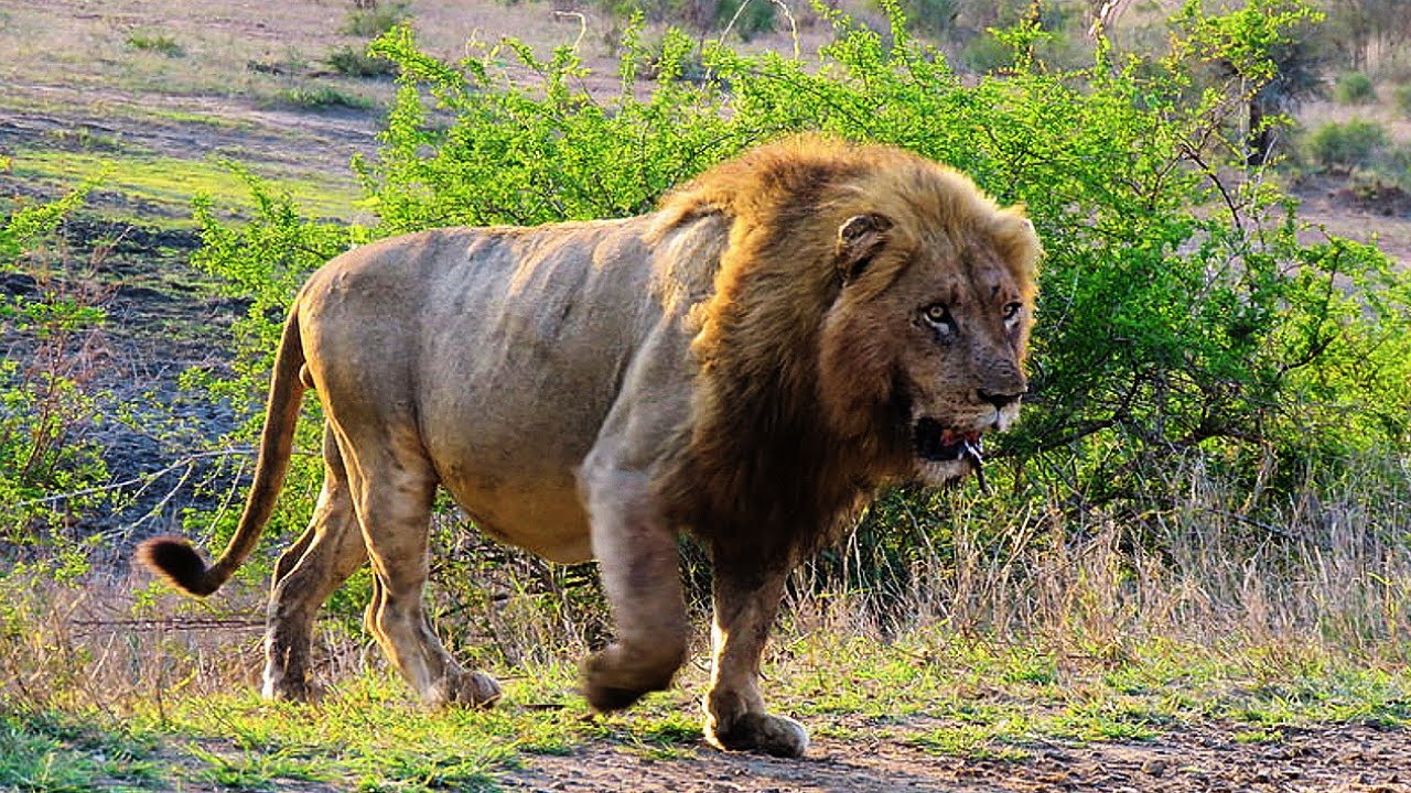Huge Tank of a Male Lion | 1 of Kumana Males of Kruger | 11 November 2025