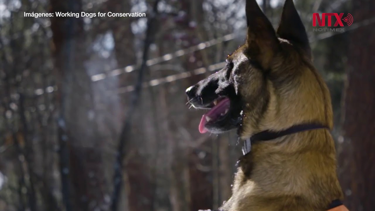 Perros ayudan en la conservaci&oacute;n de especies en peligro de extinci&oacute;n