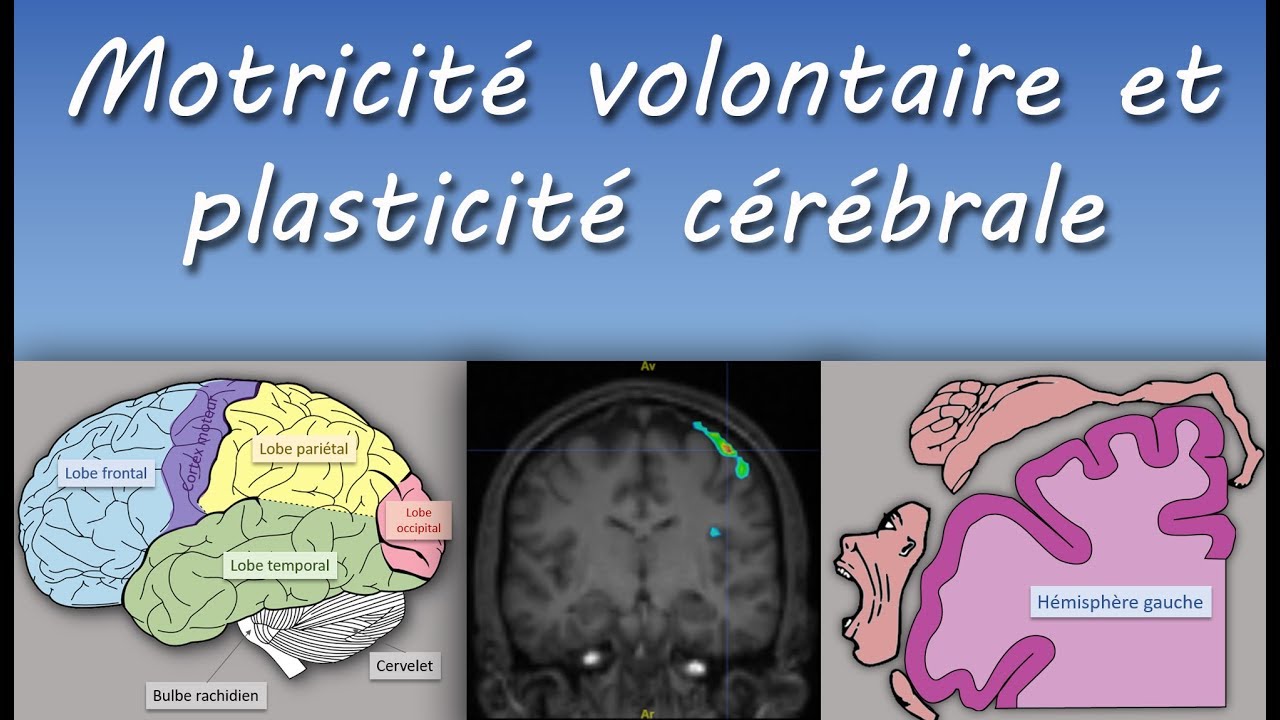 Cours TS : Motricité volontaire et plasticité cérébrale