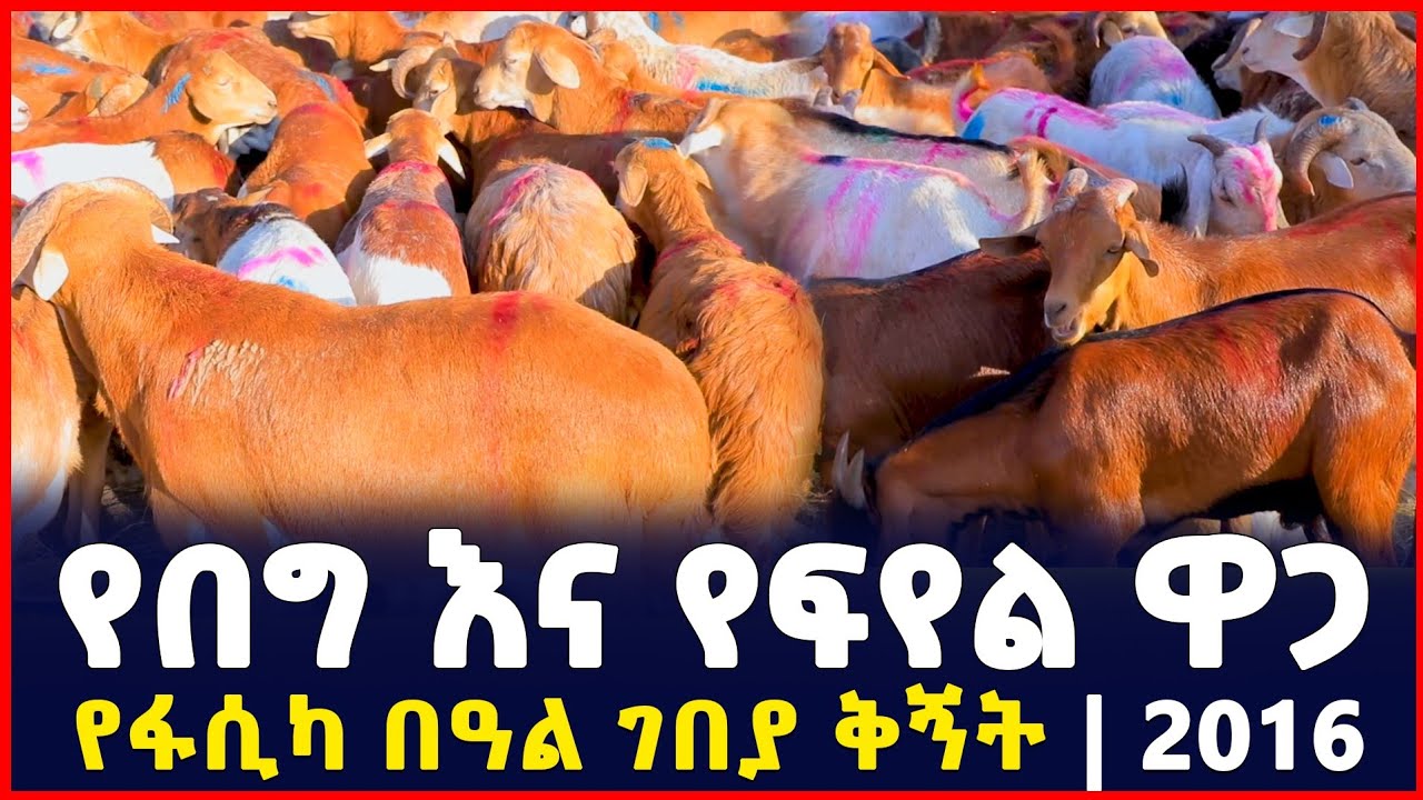 ያልጠበቅነው የፊየልና የበግ ዋጋ |የ2016 ፋሲካ በዓል ገበያ|Holiday Market Analysis in Addis Ababa 2016|Gebeya|BUSINESS