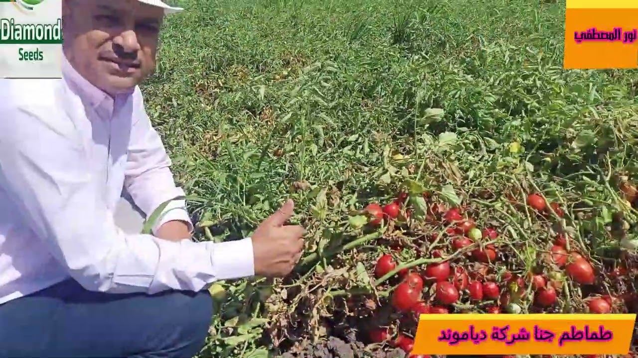 طماطم جنا شركة دياموند