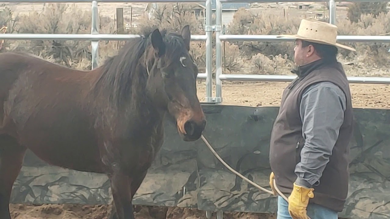 Livvy-roping an unhandled horse