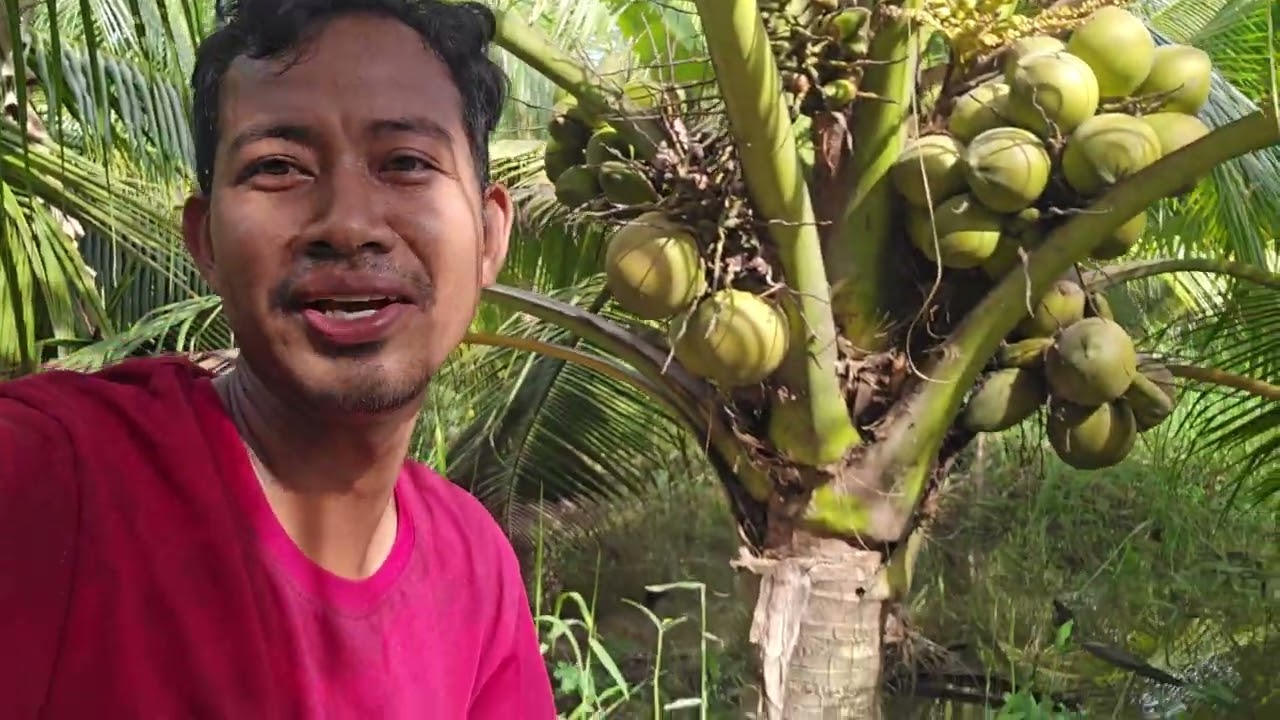 ដូងក្នុងចំការ