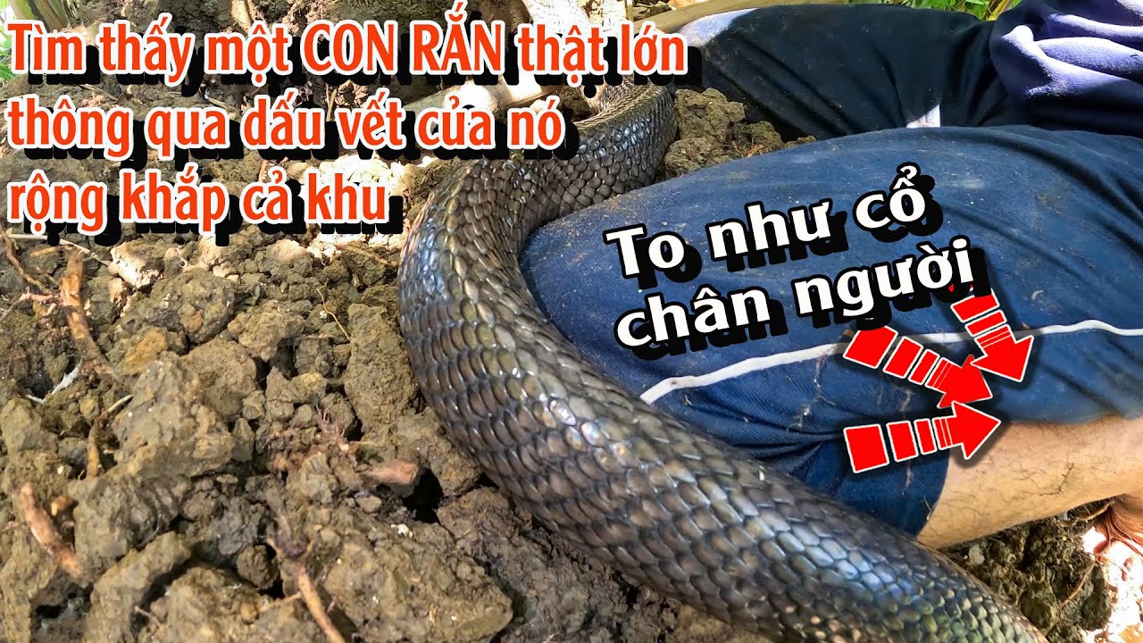 Chạm mặt với 2 CON RẮN của hôm nay sẽ khiến Bạn phải sốc | TGSB #1002