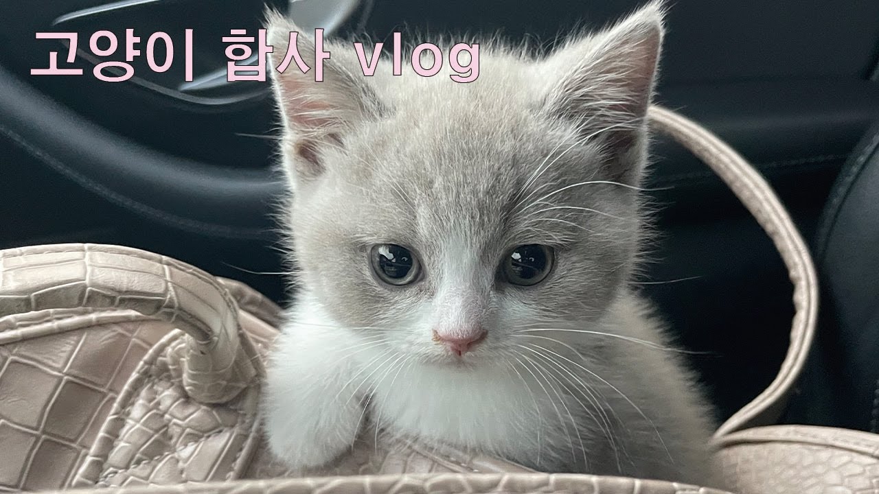 브리티쉬숏헤어 아기고양이와 스코티쉬폴드 고양이 합사 브이로그