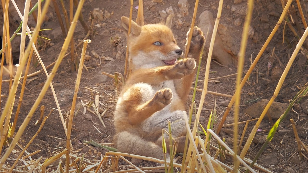 一匹で遊んでる子ぎつねがカワイイ【もふもふキタキツネ】