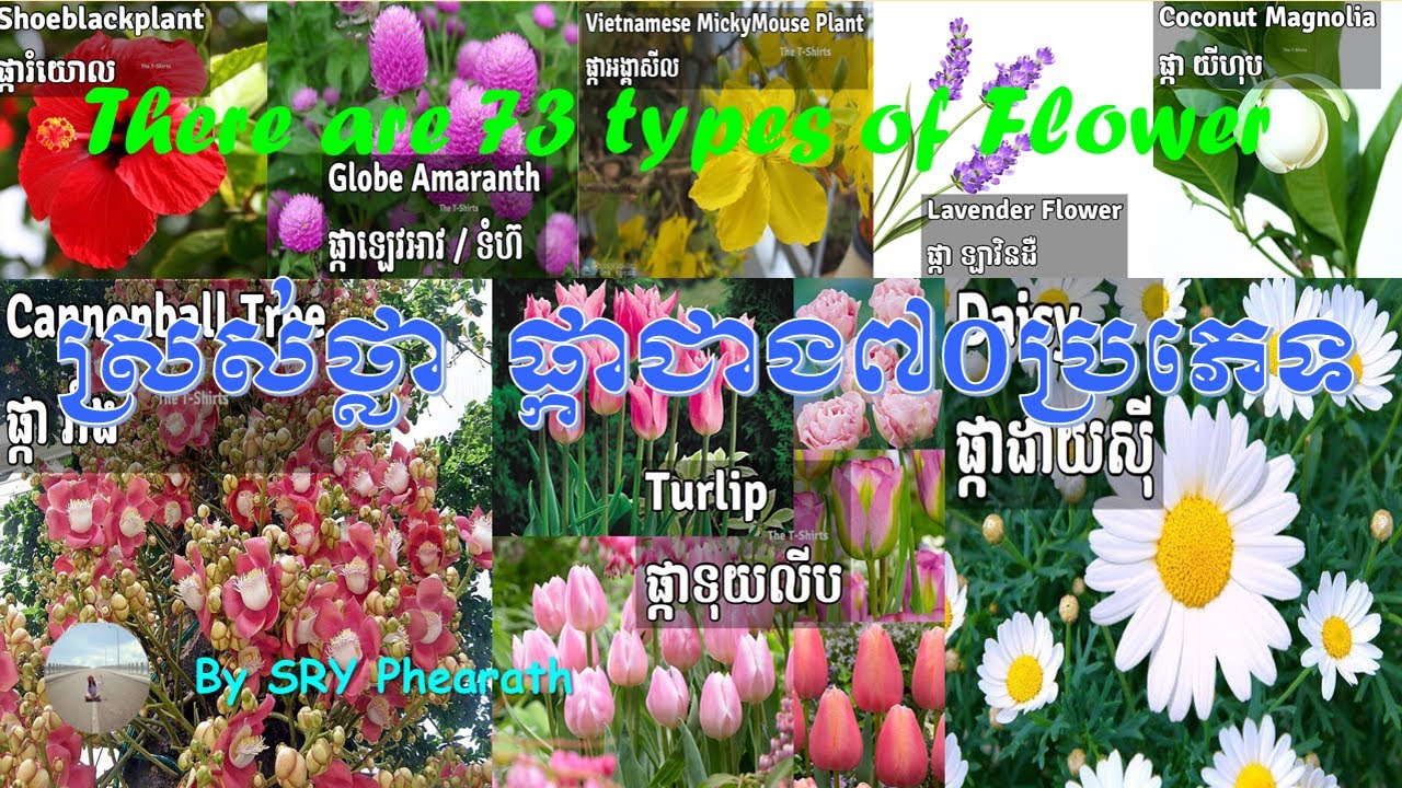 មករៀនស្គាល់ពីប្រភេទផ្កាទាំងអស់គ្នា-There are 73 types of Flower/ Sry Phearath