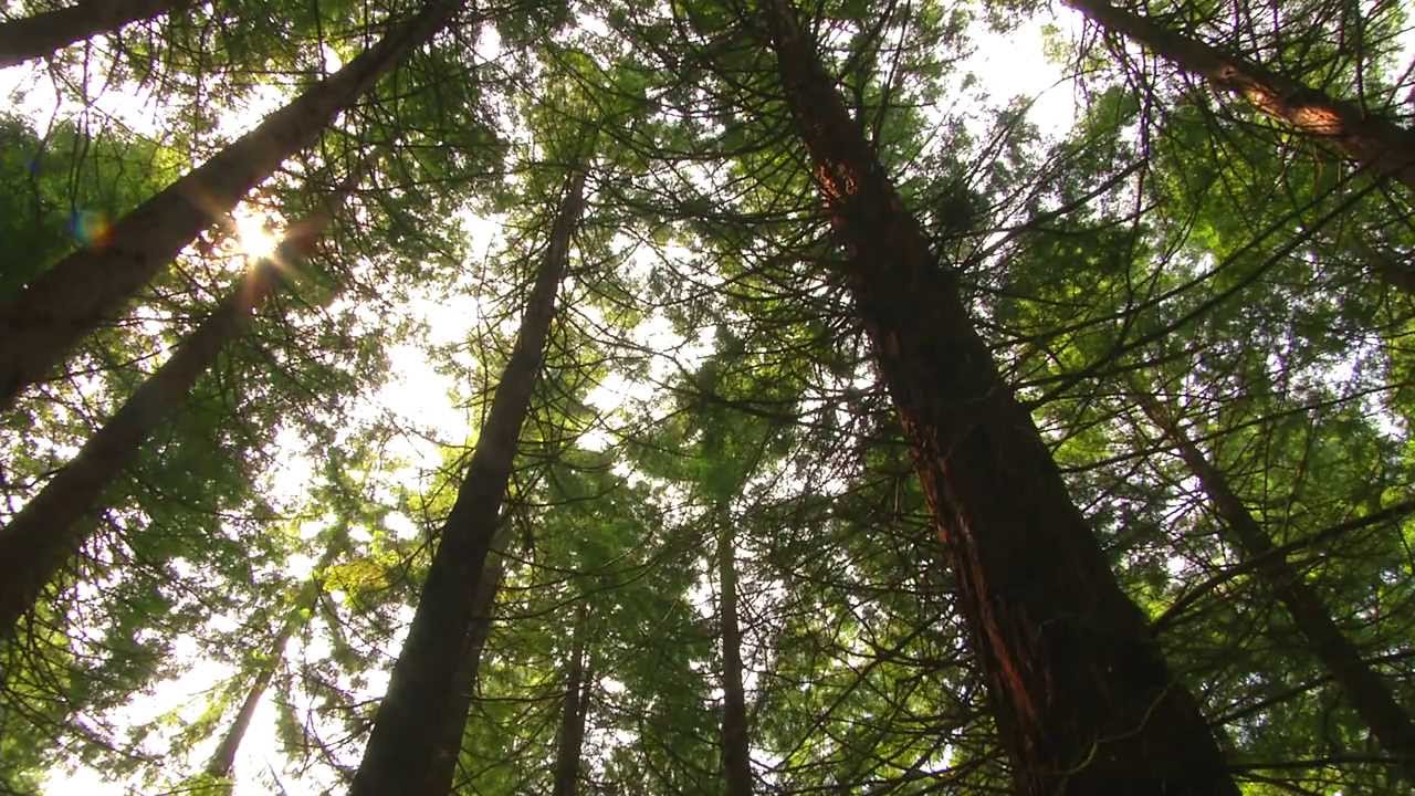 The Leighton Redwoods (Royal Forestry Society)