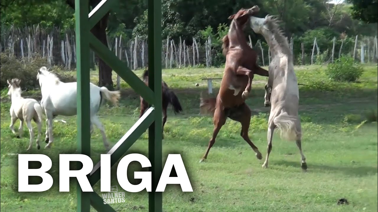 Briga de Cavalo, dois garanh&otilde;es juntos d&aacute; nisso