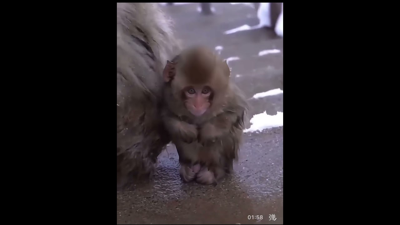 Poor little monkey baby