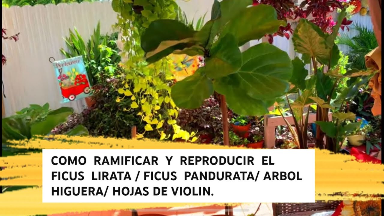 COMO  RAMIFICAR  Y  REPRODUCIR  EL FICUS  LIRATA / FICUS  PANDURATA/ ARBOL HIGUERA/ HOJAS DE VIOLIN.