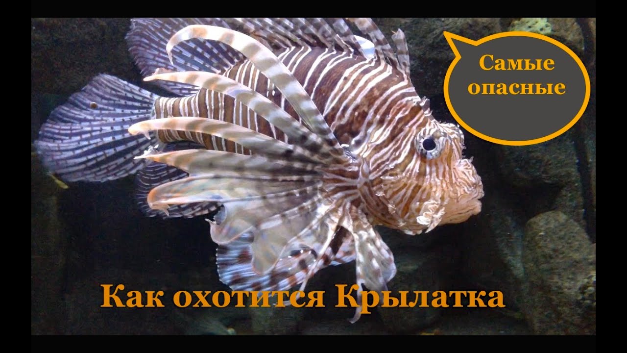 Крылатка. Самые  опасные и ядовитые. Как охотится Крылатка.