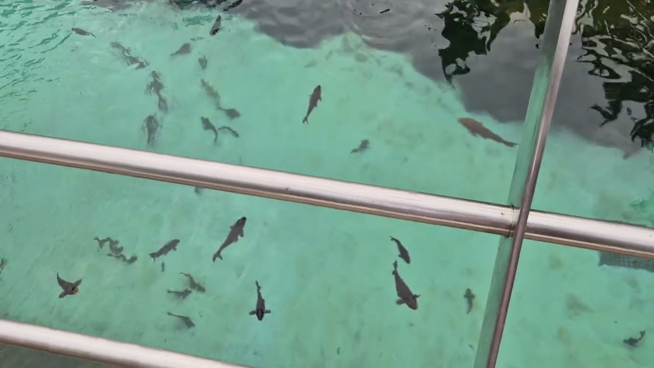 20260129 104047 LORO PARC ACUARIO 2026