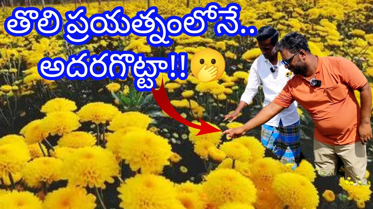 తొలి ప్రయత్నంలోనే,అదరకొట్టా#trending #trend #viral #viralvideo #kuppam #chittoor #flowers #chamanthi