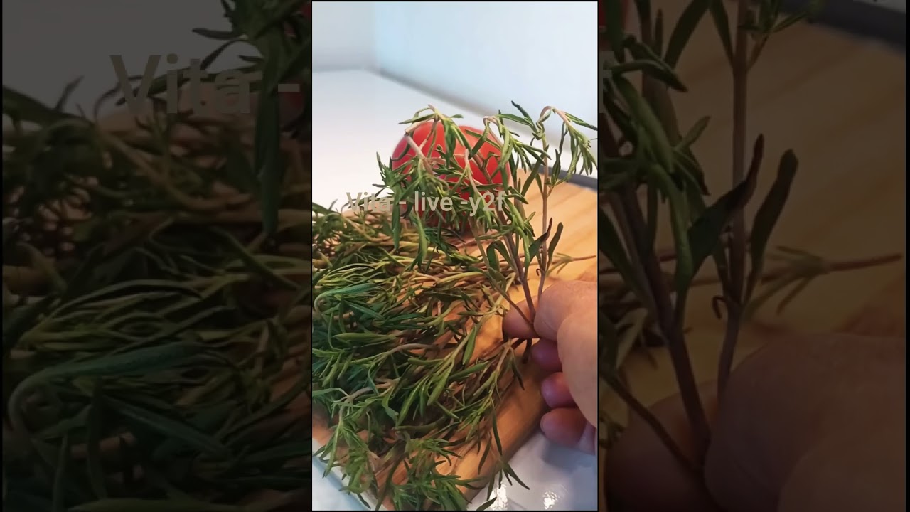 Почему ткемали не бывает без кондари? #ткемали #натуральные специи #грузинскаякухня...