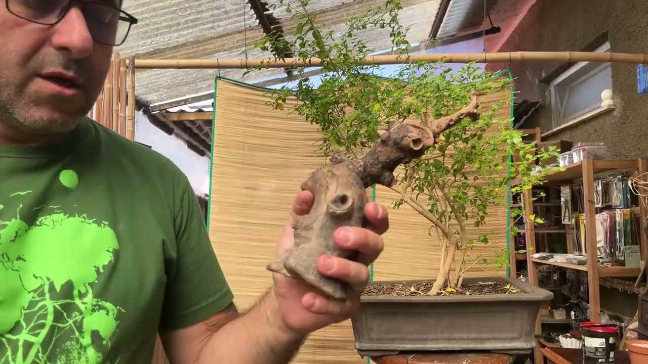 Ligustrum. De arbusto a Bonsai - Aplicar/Prender a planta no Tanuki
