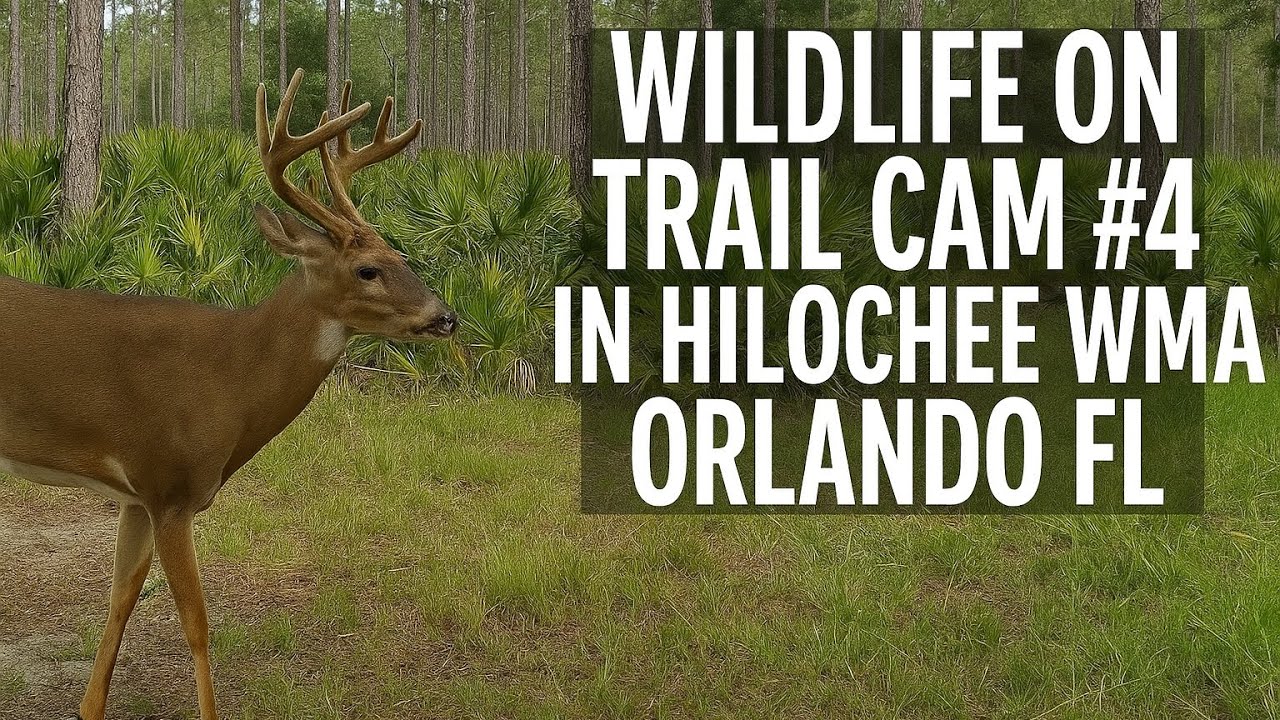 Wildlife on Trail Cam #4 in Hilochee WMA Orlando FL