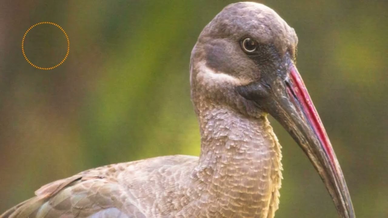 Uganda: The Mpa Bana Bird; The Absent Minded Bridegroom; The Singer; The Famine (Baskerville)
