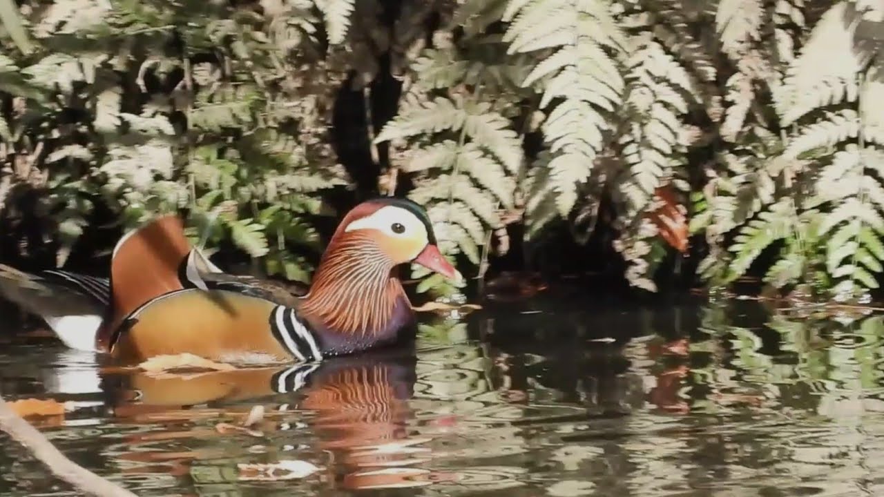 Winter Pond Harmony : Mandarin Ducks in Their Seasonal Home