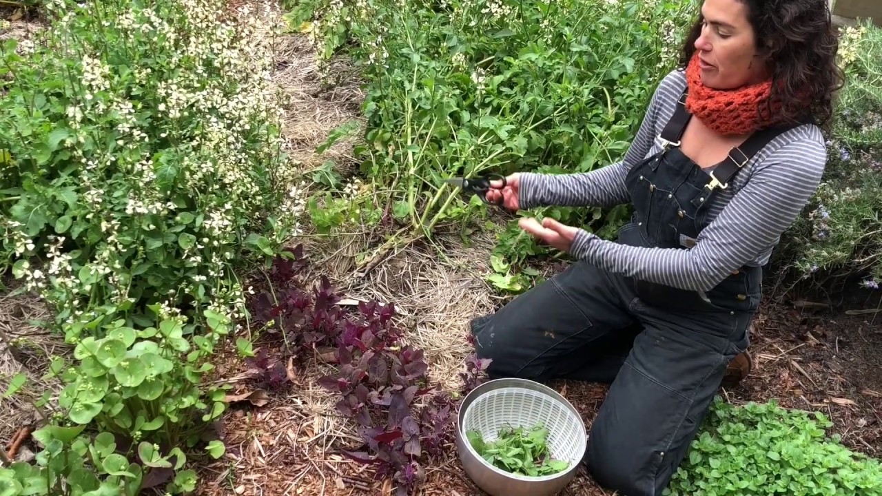 How to make salad without lettuce