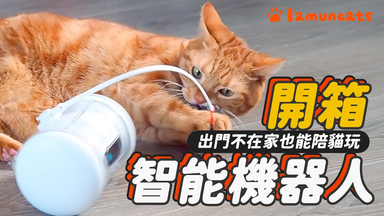 高科技玩具陪玩 奴才不在家 貓咪們領情嗎？┃VARRAM 開箱┃拉姆有幾噗 ☁