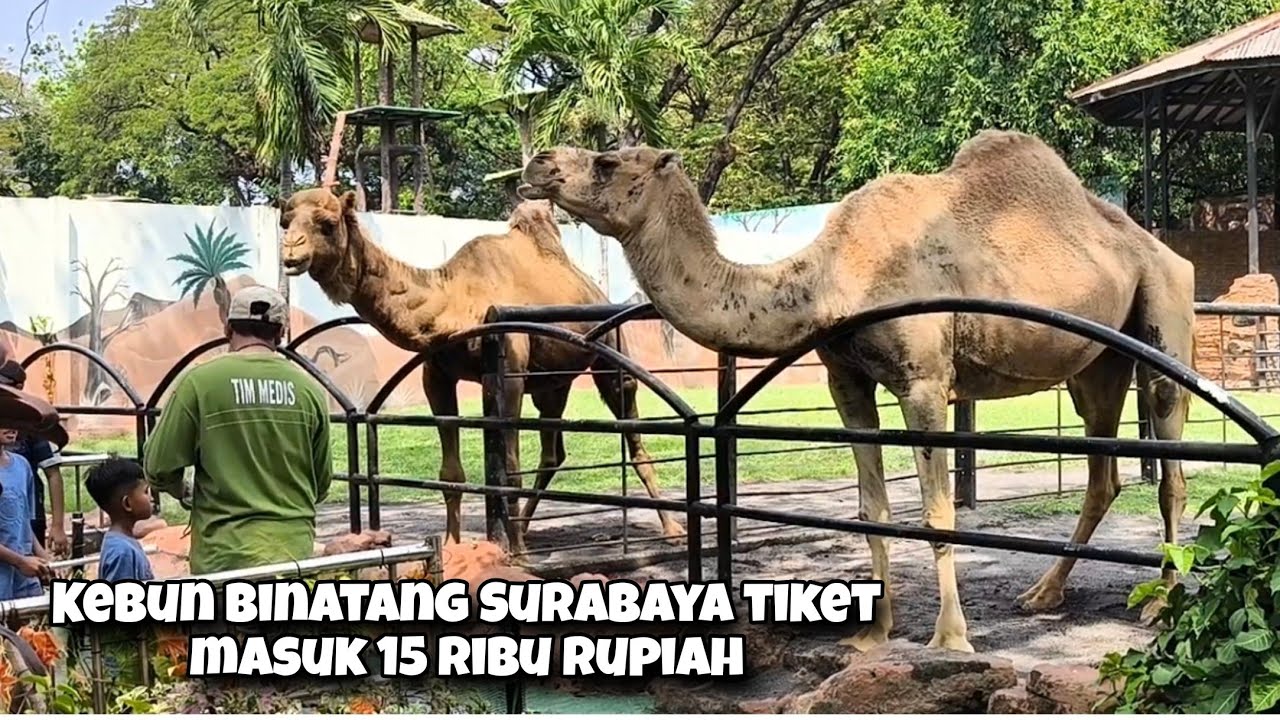 Naik Kereta Cepu Surabaya 13 Rb Mampir Bonbin Masuk 15 Rb Wisata Murah Di Surabaya Begini Aksesnya
