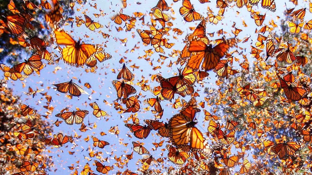 Day of the Dead Monarch Butterfly Culture & Science by Noemi Hernandez-Balcazar |  ARTrageous Online