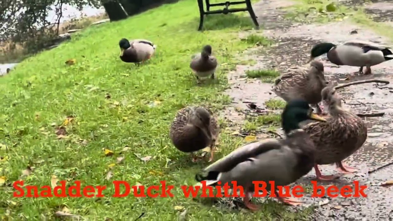 Hard Rain , but Ducks and Crows need food anyway-Norway Autumn-Snadder Duck got Blue Beek 