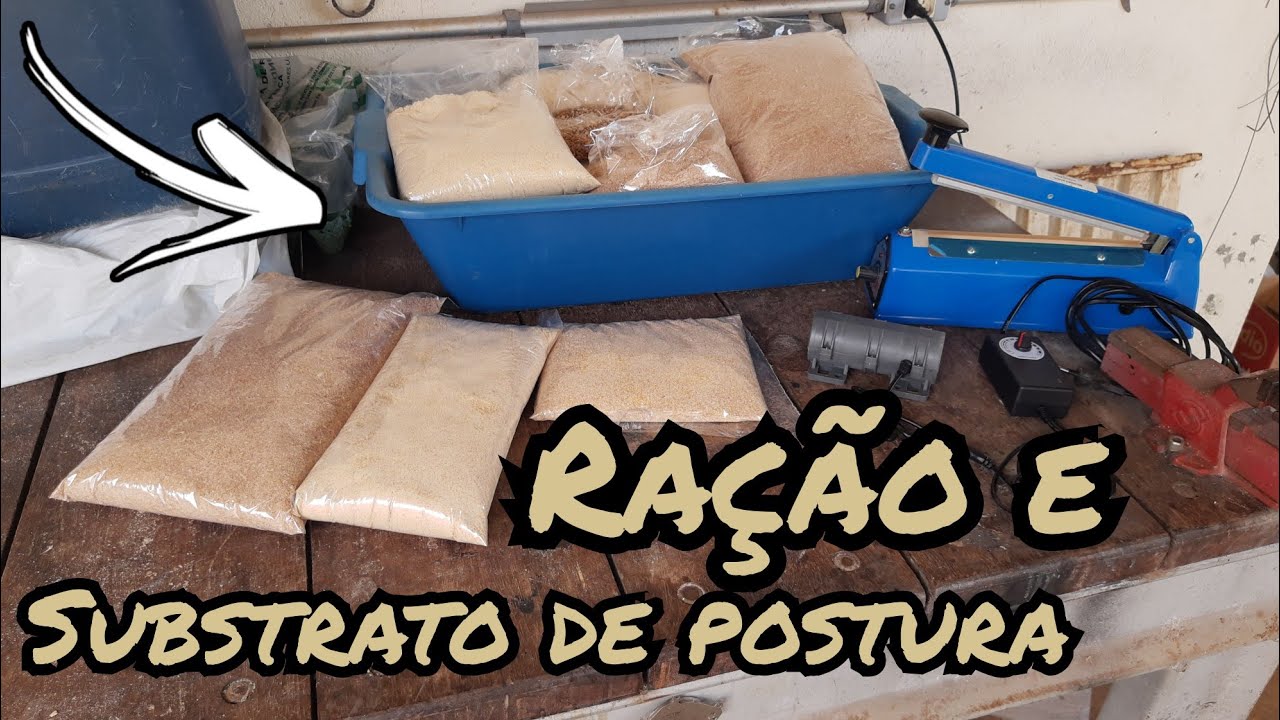TENÉBRIO, manejo do substrato de postura e ração.