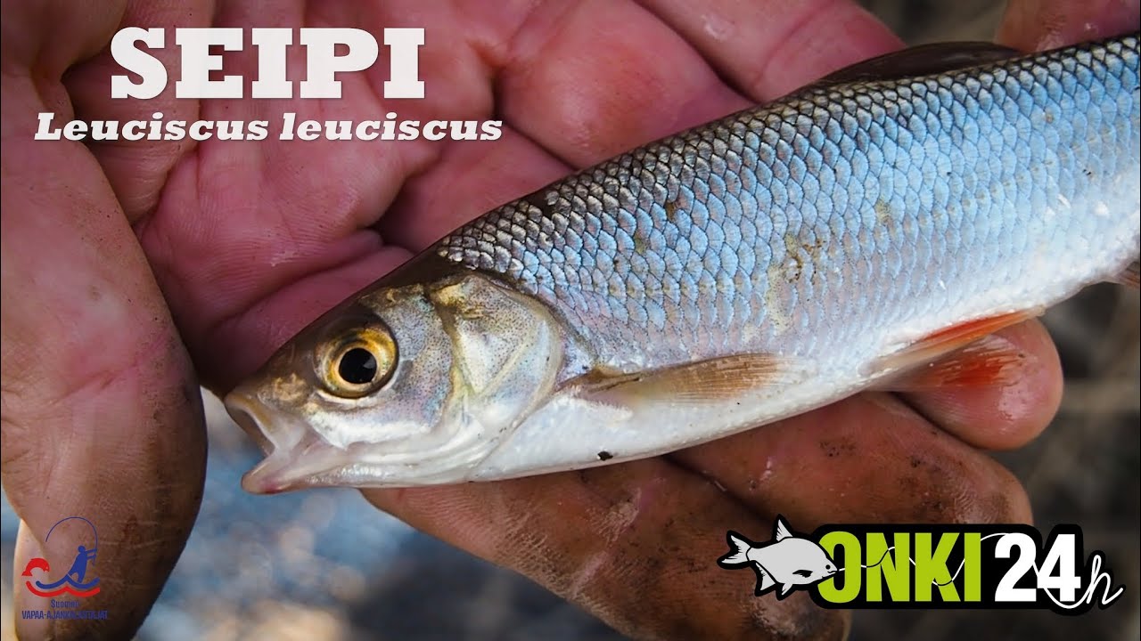 Seipi