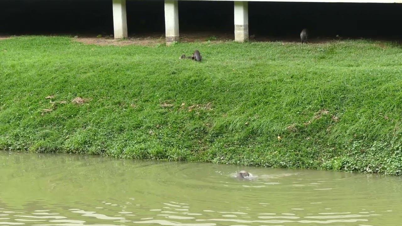 新加坡野生水獭 The 2A7J6pups Smooth-coated Otter Family In Singapore_ Sungei Ulu Pandan_ 08 June 2025
