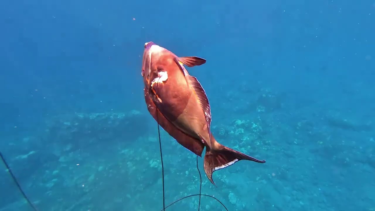 Spearfishing the Shallows - Taking the Gun Out to Pebbles Beach - Big Island of Hawaii