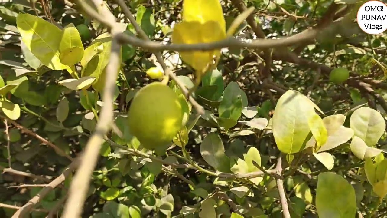 See how fast Growing Lemon 🍋 at home, #garden, #gardening