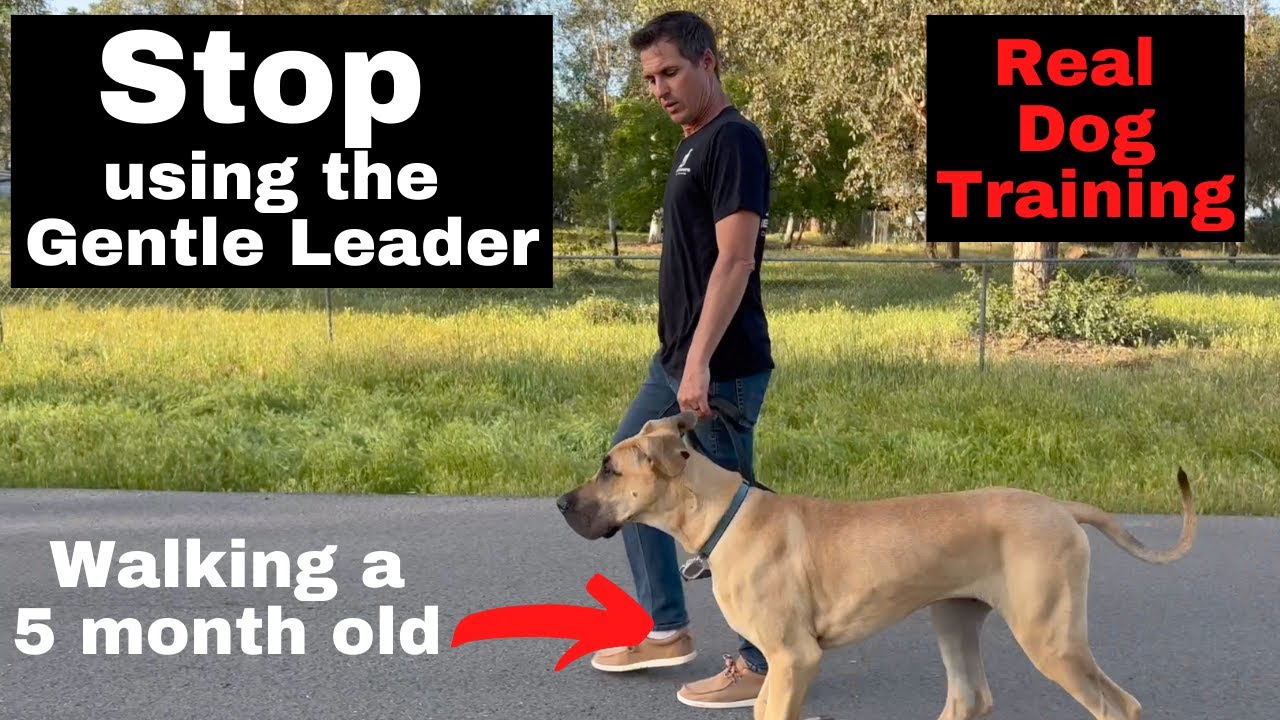 Как использовать и снимать поводок-недоуздок Gentle Leader или недоуздок