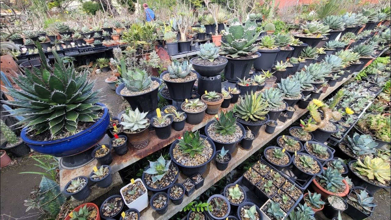 萬里園 珍稀植物園(龍舌蘭篇)2022.04.03,  Wan-Li-Yuan Garden(Agave)2022.04.03