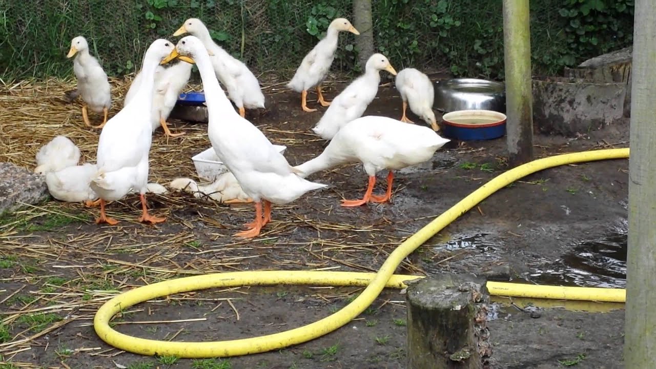 Loopeenden. 4 weken oud