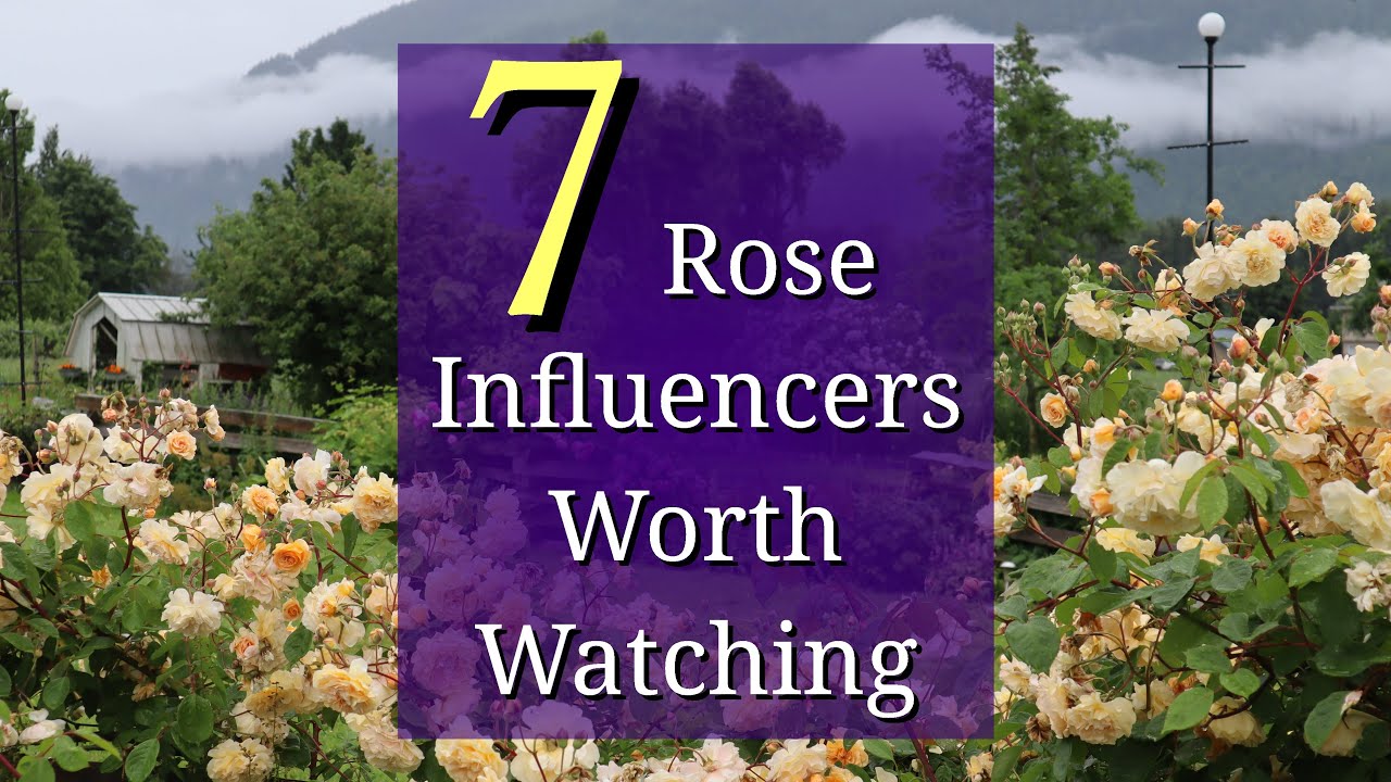 7 Rose Influencers Worth Watching