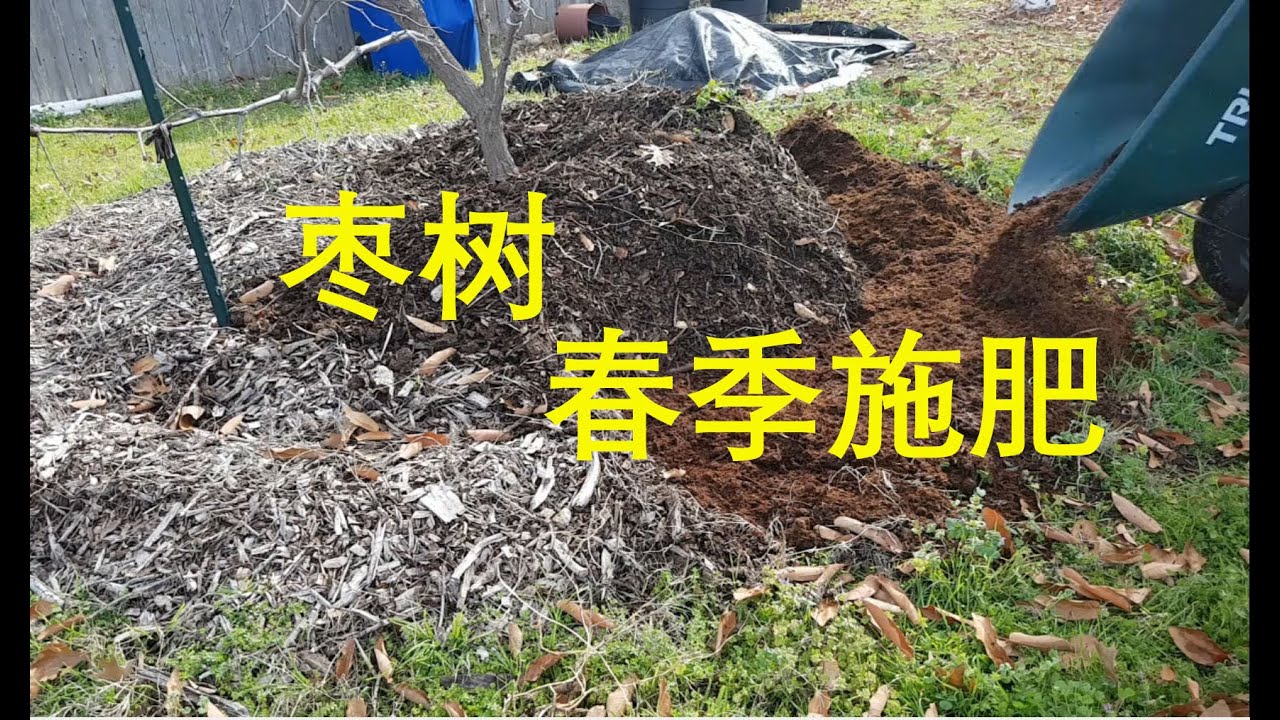 [Eng Sub] 枣树春季施肥 Fertilize the Jujube Tree in Spring (20250216)