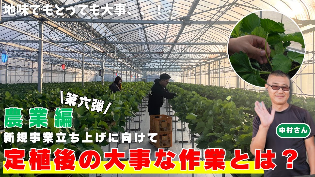 【オーガニックいちご！？】定植後の大事な3つの作業｜農業編第6弾｜アミット果樹園｜