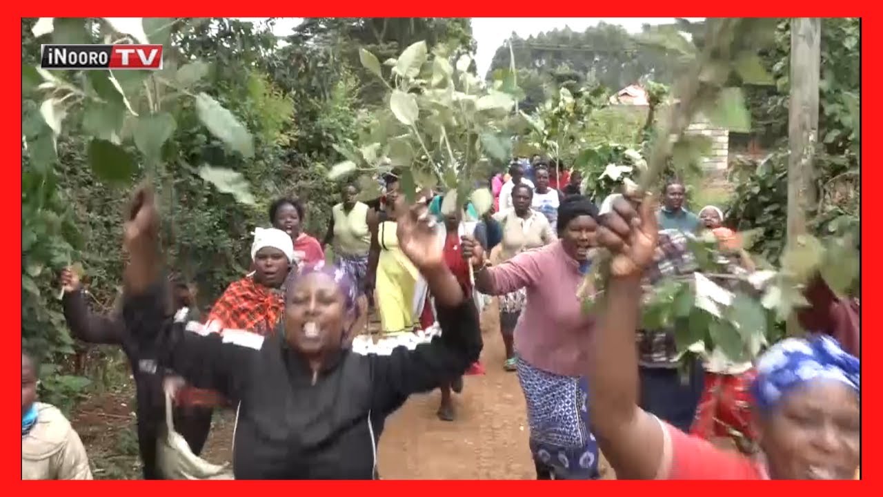 Imwana cia Gikambura irakama ng&rsquo;ombe ci kiugo cione mbia cia kũgũra bangi.