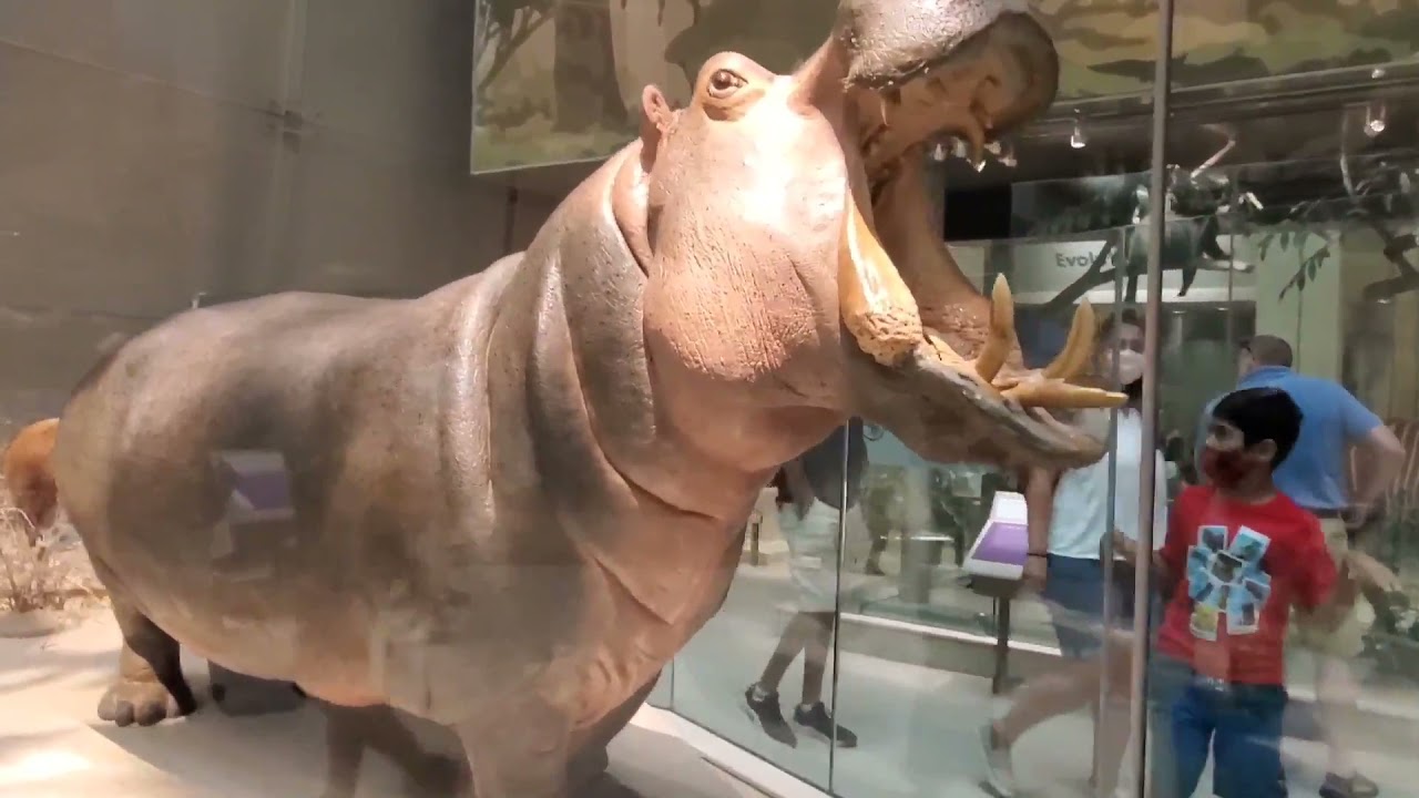 Smithsonian National museum of Natural History - Washington DC