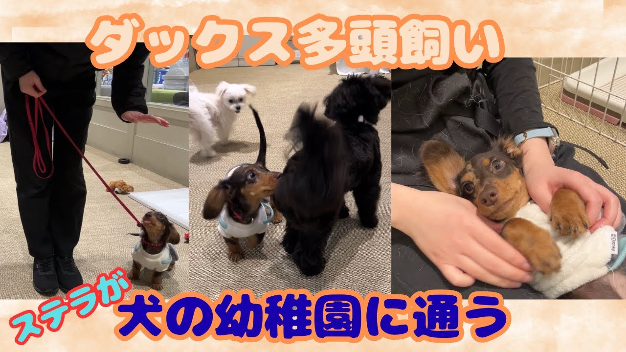 【エトワとステラ】ステラの犬の幼稚園登園の様子　Dog kindergarten