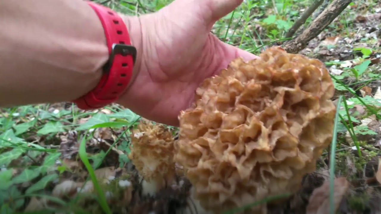 Morilles ariegeoises 2018 : conclusion extraordinaire