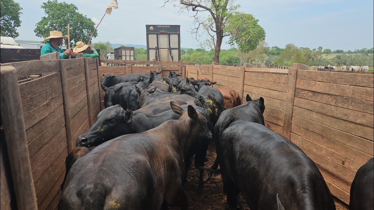 BRILHANDO NO EMBARQUE das ANGUS- OURO NEGRO