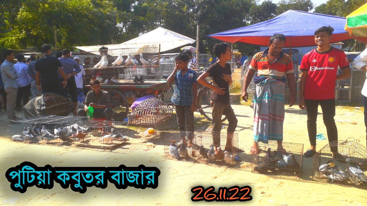 পুটিয়া হাটে কবুতরের দাম দেখতে | কবুতর হাট | শিবপুর পুটিয়া কবুতর হাট
