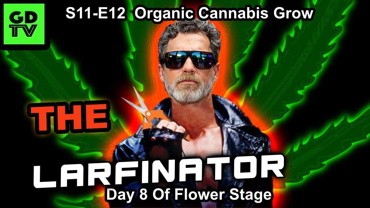S11-E12 - Day 8 of Flower - Cannabis Grow &ndash;ELIMINATING LARF! Mars Hydro FC4000 EVO